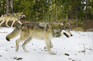Stock Prints: Wild Grey Wolf - traveling through territory - in snow - Autumn - Greater Yellowstone Ecological Area - Yellowstone