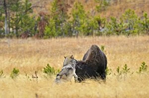 Images Dated 10th October 2010: Wild Grey Wolf - trying to take down a Bison cow - Autumn - Yellowstone National Park - Wyoming