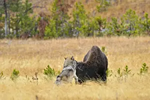 Wild Grey Wolf - trying to take down a Bison cow - Autumn - Yellowstone National Park - Wyoming - USA _D3D3210