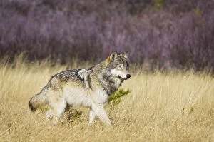 Images Dated 24th October 2008: Wild Grey Wolf - walking through grass - Autumn - Greater Yellowstone Ecological Area