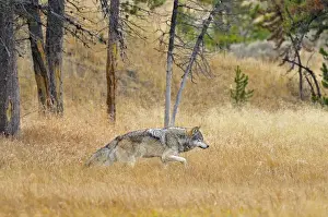 Stock Prints: Wild Grey Wolf - walking through grass - Autumn - Yellowstone National Park - Wyoming - USA _D3D3188