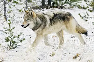Stock Prints: Wild Grey Wolf - walking in snow in autumn - Greater Yellowstone Area - Wyoming - USA _C3B9335