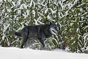 Images Dated 26th October 2010: Wild Grey Wolf - walking in snow - Yellowstone National Park - Wyoming - USA _D3D3580