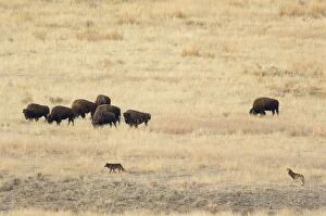 Images Dated 25th October 2005: Wild Grey Wolves - checking out herd of Bison - Autumn
