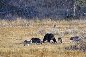 Wild Grey Wolves and Grizzly Bear at Wolf kill