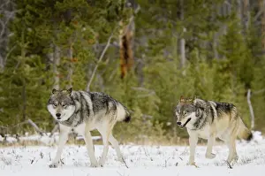 Wild Grey Wolves - in snow - Greater Yellowstone Area - Wyoming - USA _C3B7748