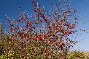 Wild hawthorn in fruit - haws - in autumn