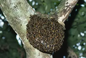 Sri Lanka Prints: Wild Honey Bee Sri-Lanka