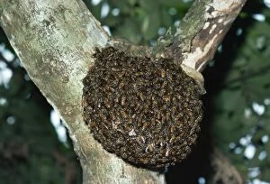 Wild Honeybees - nest in tree