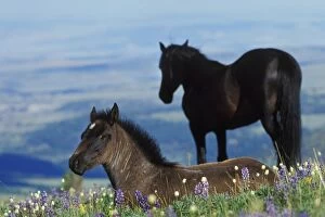 Images Dated 26th October 2004: Wild Horse - Colt in foreground (herd stallion in background)