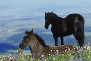 Father Prints: Wild Horse - Colt in foreground (herd stallion in background) in field of wildflowers Summer Western USA WH300