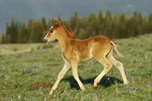 Mustang Prints: Wild Horse - Colt in meadow amongst wildflowers Summer Western USA WH157