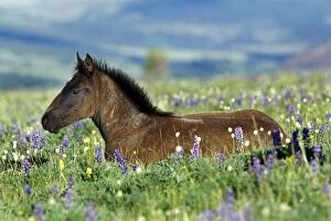 Wild Horse - colt rests among lupine and bistort wildflowers. Summer