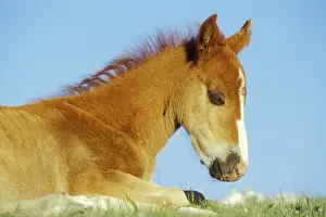 Mustang Prints: Wild Horse - Colt rests Summer Western USA WH442