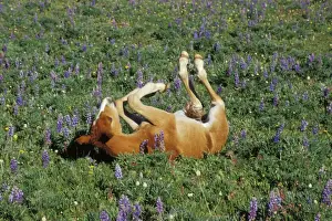 Mustang Prints: Wild Horse - Colt rolls among wildflowers in meadow Summer Western USA WH443