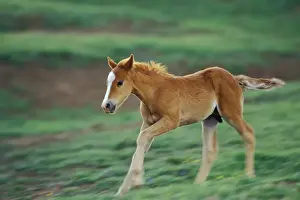Mustang Prints: Wild Horse - Colt runs about in play in meadow Summer Pryor Mountains, Montana, USA WH445