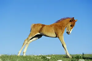 Behavior Prints: Wild Horse - Colt stretching after getting up from nap Summer Western USA WH450