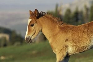 Images Dated 26th October 2004: Wild Horse - Colt Summer Western USA WH245