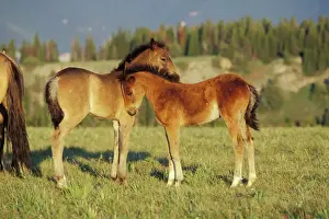 Greeting Prints: Wild Horse - Two colts check one another out Summer Montana, USA WH133