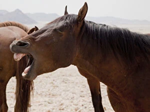 Wild horse (Equus ferus) yawning, Namib