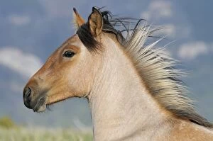 Leesonphoto Gallery: Wild Horse or Feral Horse (Equus ferus caballus)