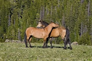 Images Dated 7th July 2010: Wild Horse or Feral Horse (Equus ferus caballus)