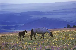 Misty Prints: Wild Horse - Mare with young colt feed among field of wildflowers