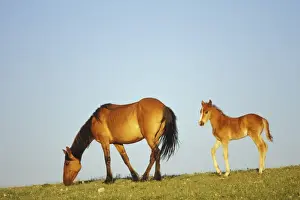 Subalpine Prints: Wild Horse - Mare with young colt in field of wildflowers, Western USA WH428
