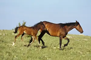Wild Horse - Mare with young colt in field of wildflowers, Summer Western USA WH363