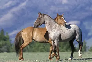 Greeting Prints: Wild Horse / Mustang Pryor Mountains, Montana, USA