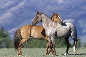 Wild HORSE / Mustang - two, standing close together
