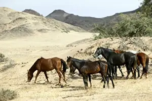 Wild Horse Namibia