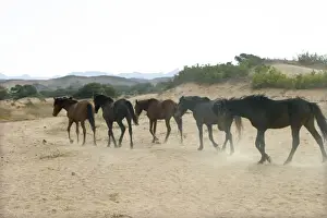 Wild Horse Namibia