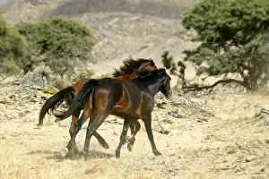 Wild Horse Namibia