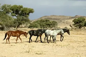 Wild Horse Namibia