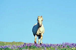 Stallion Collection: Wild Horse - Stallion (named Cloud) gallups through wildflowers (mostly lupine)