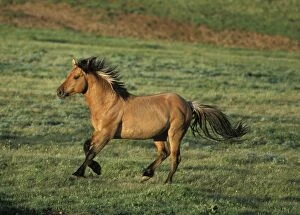 Horses Collection: Wild Horse - Stallion running across high mountain meadow Summer Pryor Mountains, Montana, USA WH257