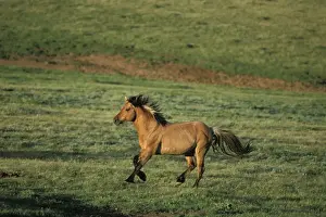 Wild Horse - Stallion running across high mountain meadow Summer Pryor Mountains, Montana, USA WH257