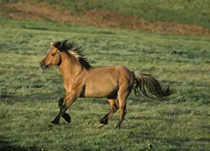 Alpine Prints: Wild Horse - Stallion running across high mountain meadow Summer Pryor Mountains