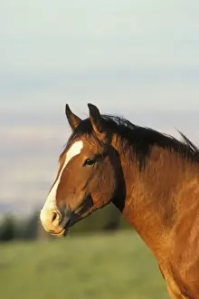 Mustang Prints: Wild Horse Summer Pryor Mountains, Montana, USA WH260