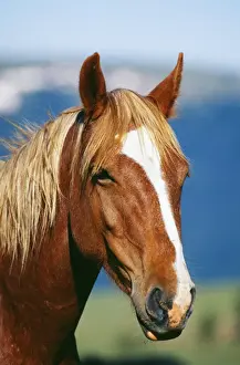 Wild Horse TOM 180 Montana, USA. © Tom & Pat Leeson / ARDEA LONDON