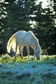 Horse Prints: Wild Horse - White stallion (named Cloud in PBS documentary on wild hores) Summer Pryor Mountain Wild Horse Refuge