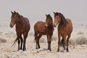 Yawning Gallery: Three wild horses (Equus ferus), Namib Desert