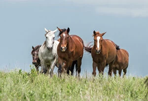 Images Dated 21st August 2021: Wild horses in the Kansas Flint Hills Date: 11-08-2015