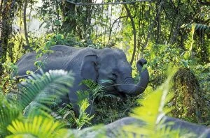 Wild Indian / Asian ELEPHANTS - side view, within foliage