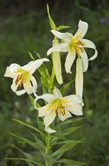 Lilies Gallery: Wild Lily in north-east Turkey