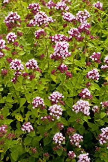 Culinary Prints: Wild Marjoram - wild herb, on calcareous soils, Dorset