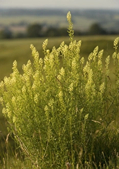Images Dated 26th June 2005: Wild Mignonette