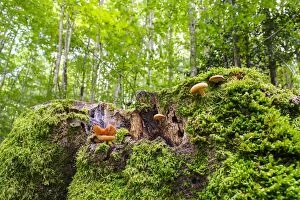 Wild Mushrooms growing on a dead tree