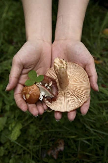 Wild mushrooms picked up in the forest in